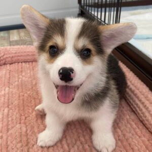 welsh corgi for adoption under $500