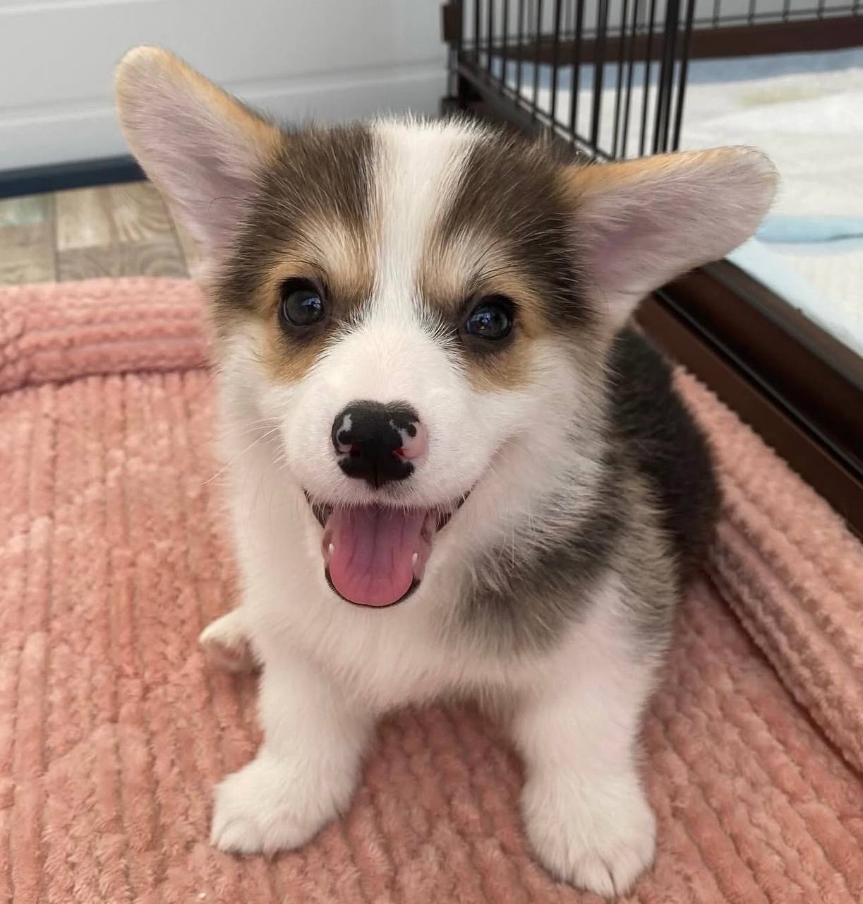 welsh corgi for adoption under $500