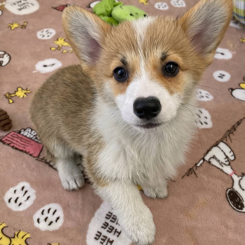 buy a corgi puppy near me