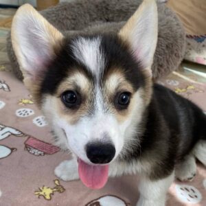 cheap corgis for adoption near me