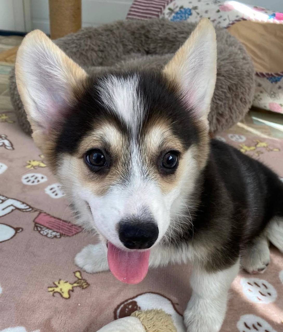 cheap corgis for adoption near me