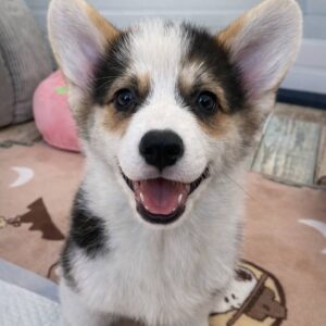 cheap corgis for sale near me