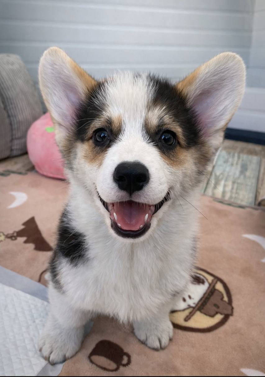cheap corgis for sale near me