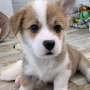 affordable corgis near me