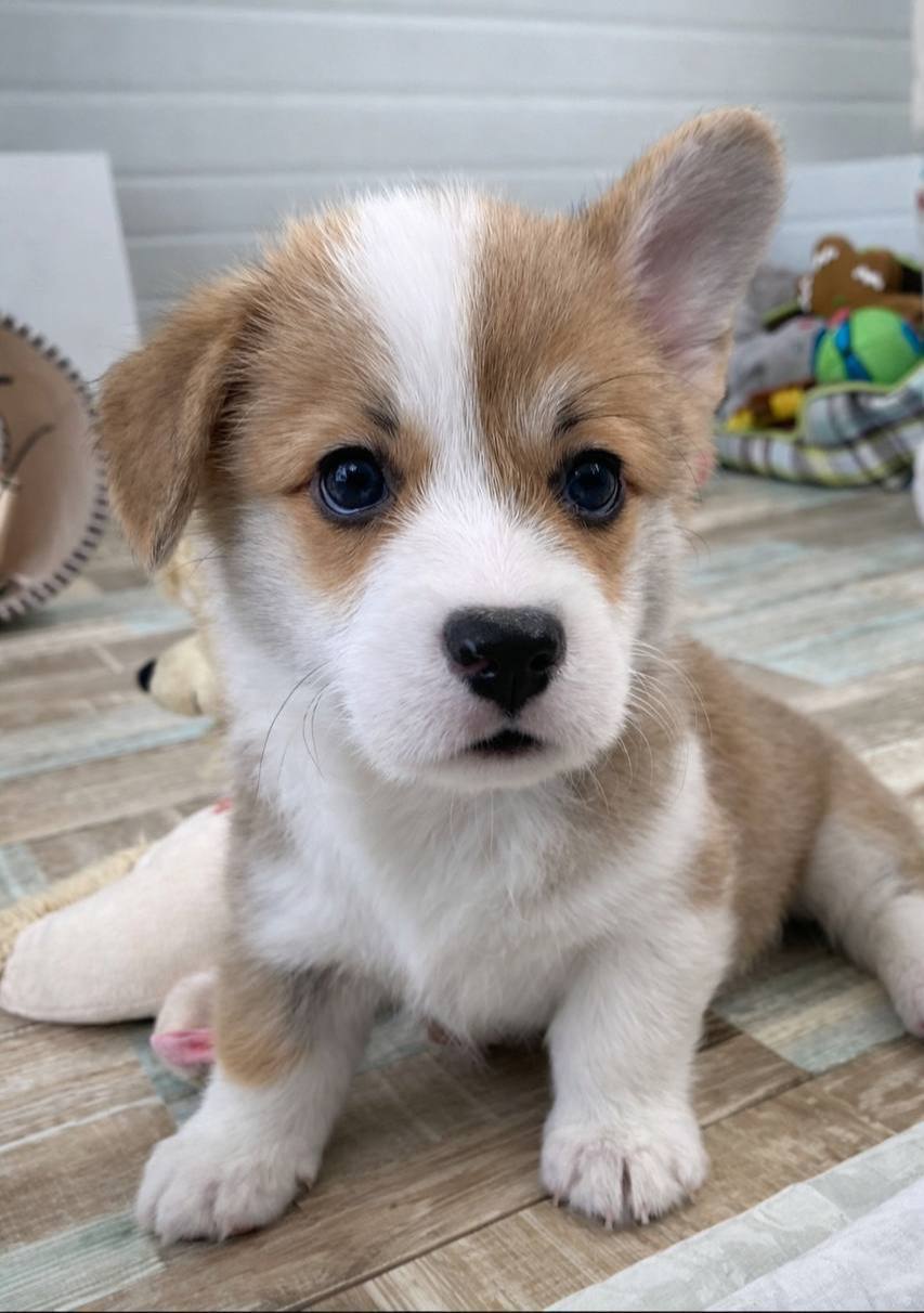 affordable corgis near me