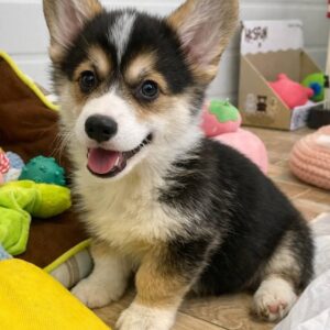 cost of corgi puppy