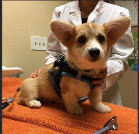 corgis for sale