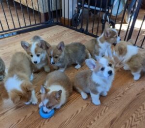 corgi puppies for sale near me