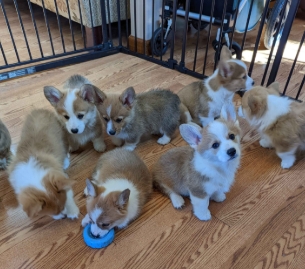 corgi puppies for sale near me