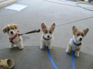 corgi breeders near me