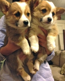 pembroke welsh corgi for sale