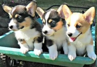 welsh corgi puppies for sale