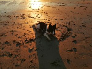 corgi puppies for sale