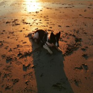 corgi puppies for sale