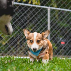 purebred corgi puppies for sale