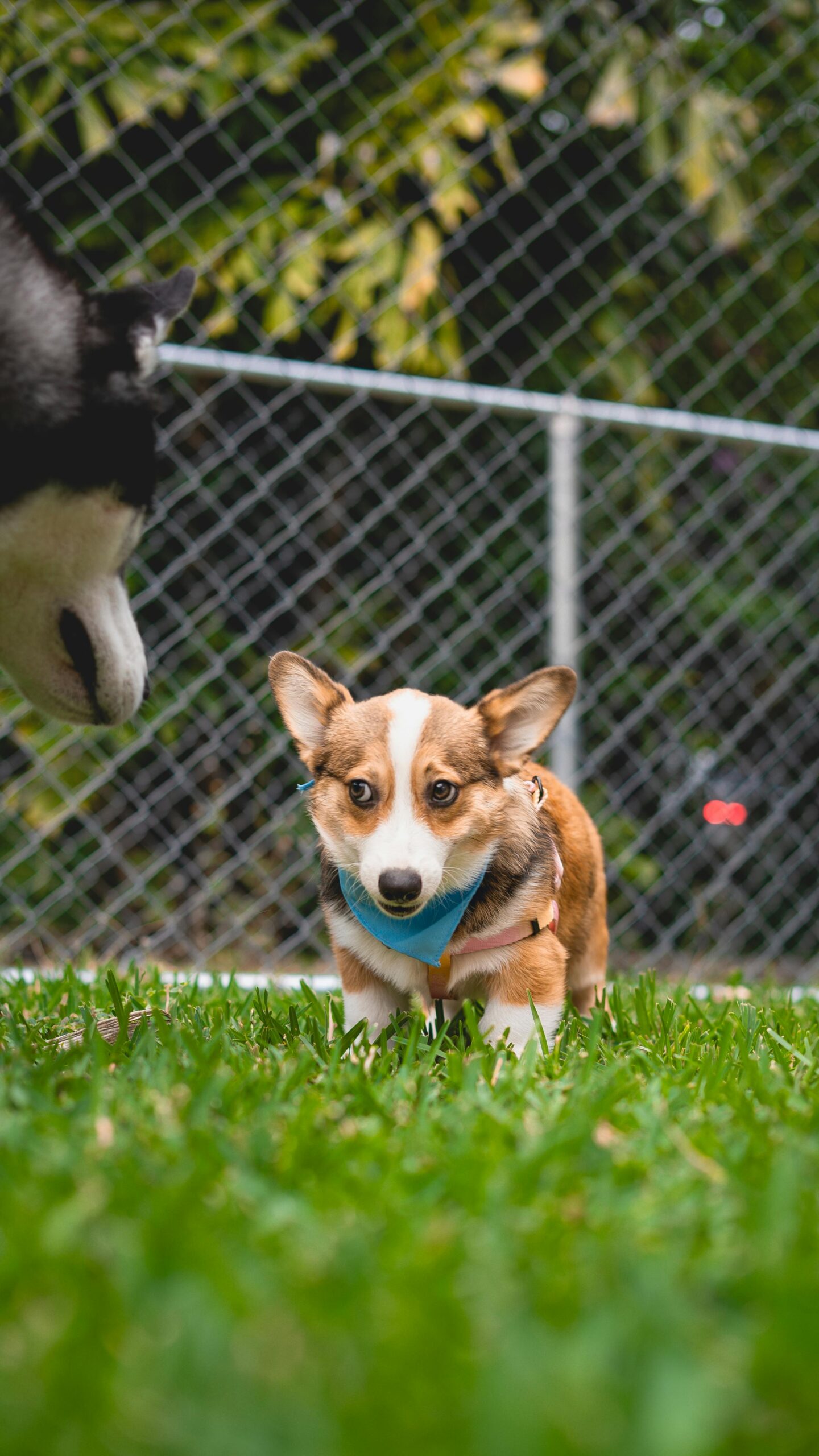 purebred corgi puppies for sale