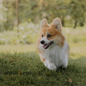 aussie corgi for sale