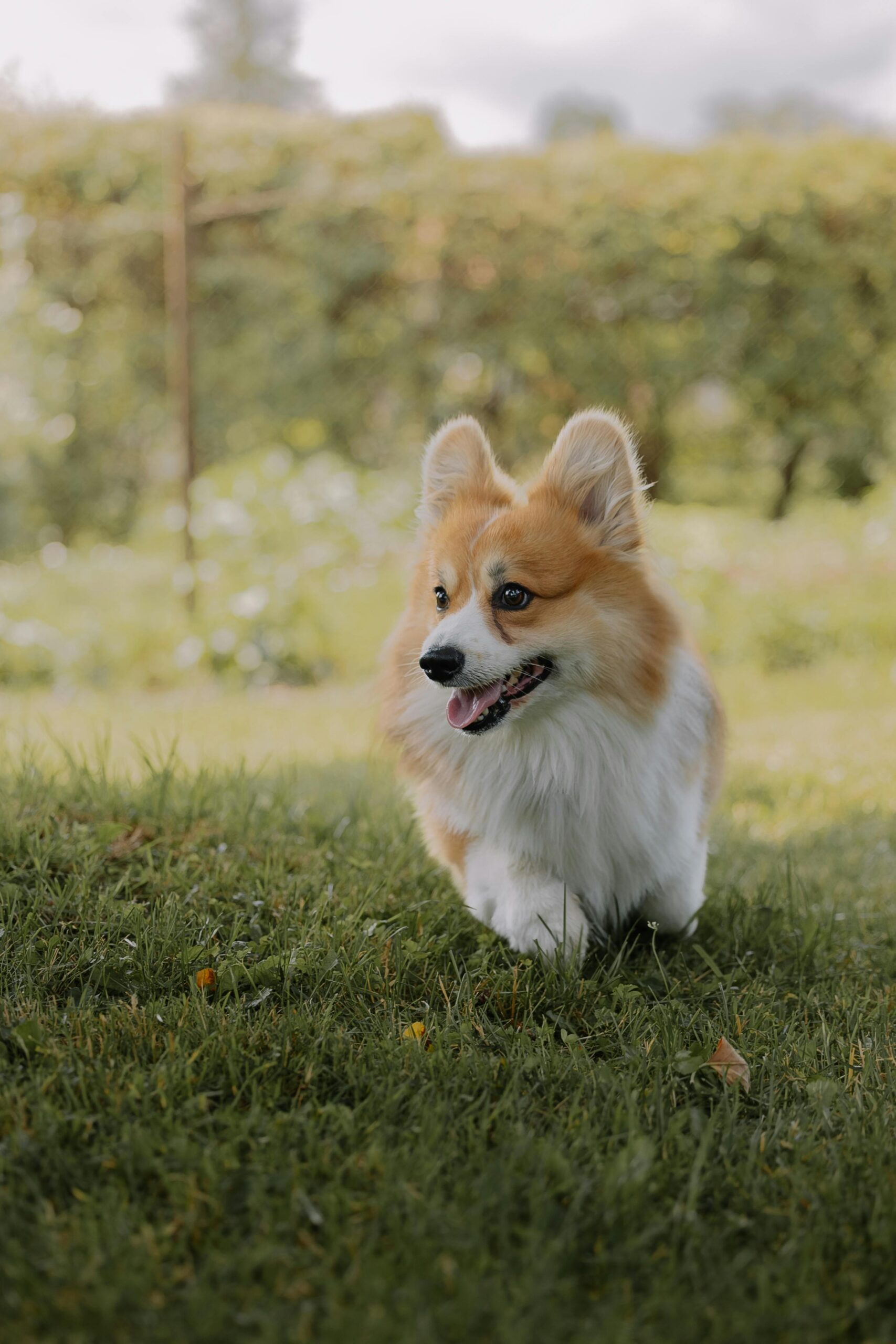aussie corgi for sale