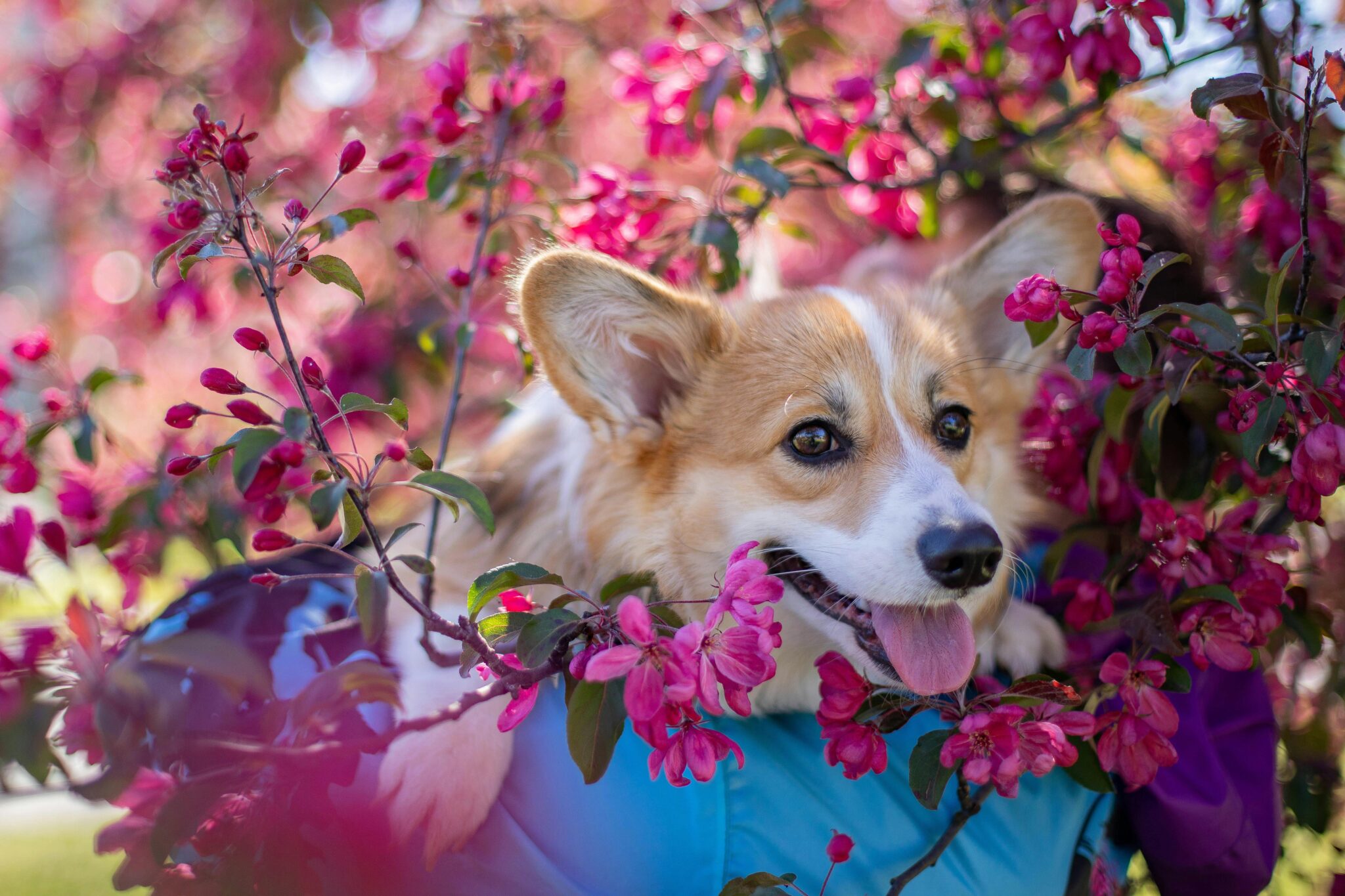 mini corgi puppies for sale