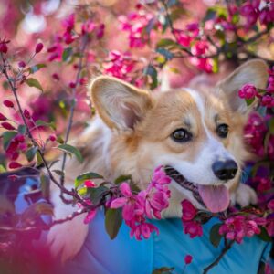 mini corgi puppies for sale