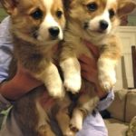 pembroke welsh corgi for sale